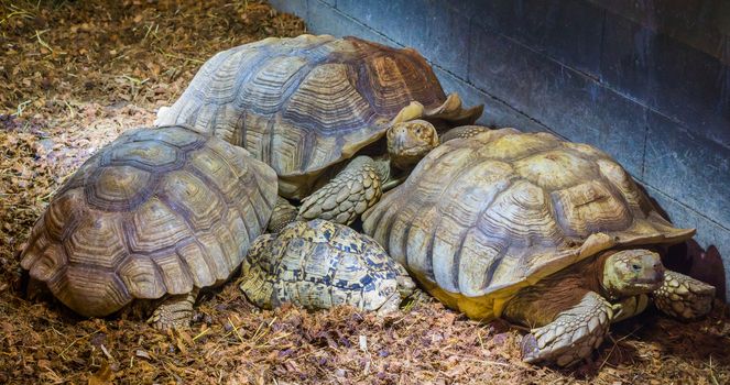 family of african spurred tortoises laying together with 1 juvenile, big land turtles from africa