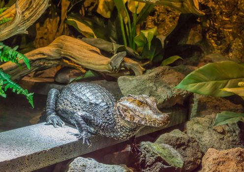 portrait of a young dwarf caiman alligator, tropical crocodile from America