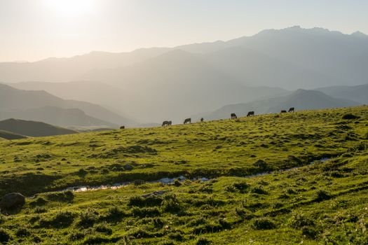 Highland Cattle grazing on moor
