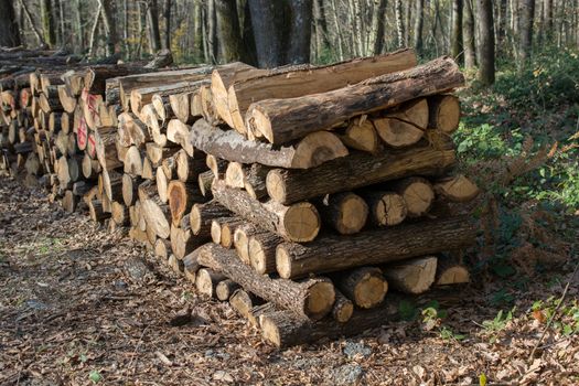 Fire wood tree  logs stock  trunks piled up  