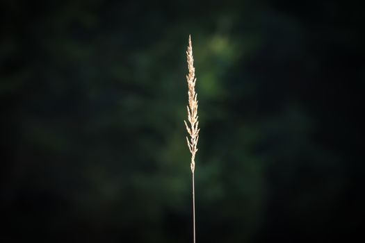 Blade of grass in the forest which is illuminated by the sun