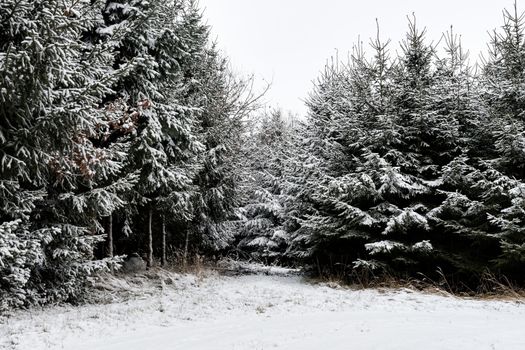 Forest and trees with snow in winter and blanket of clouds