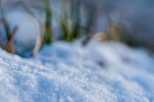 Closeup of a plant in snow in winter 