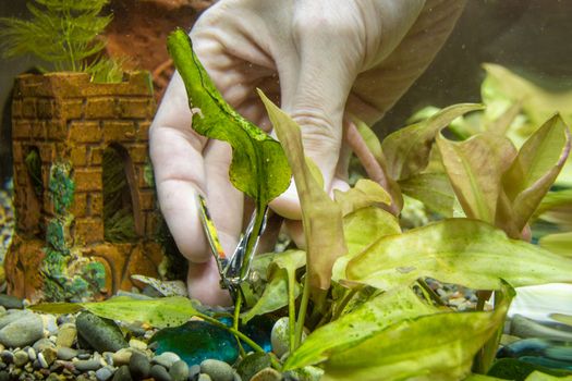 Cutting tongs old aquarium plant