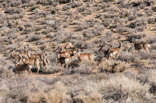 Herd of deer in wilderness near Bishop, California