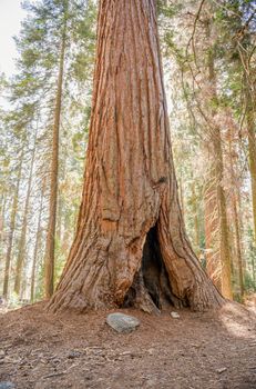 Trunk of a giant sequoia in Sequoia National Park, California