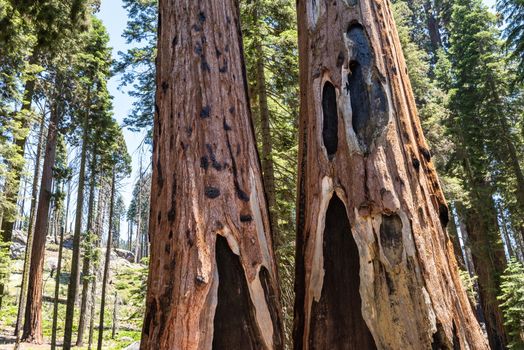 Fire-scared trunks of giant sequoias in Sequoia National Park, California