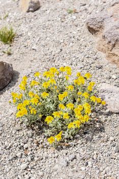 Yellow flowers , ground-clinging vegetaion, in the alipine zone on Mammoth Mountain, California