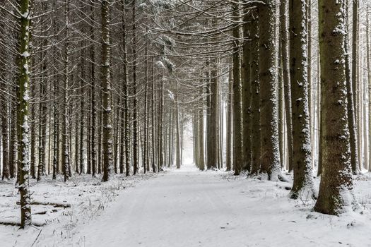 Path with trees and snow