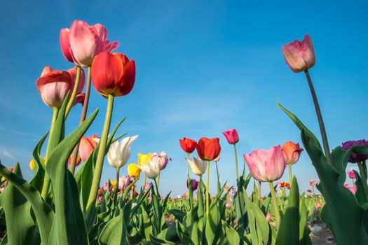 Field of tulips with blue sky