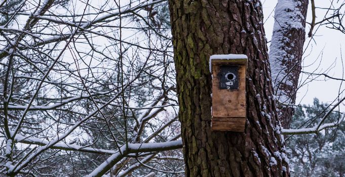 wooden birdhouse on a tree trunk during winter season, snowy forest landscape in the background