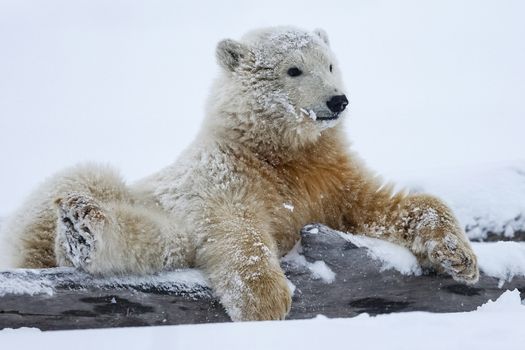 Polar bear, northern arctic predator
