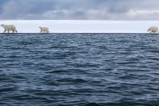 Polar bear, northern arctic predator