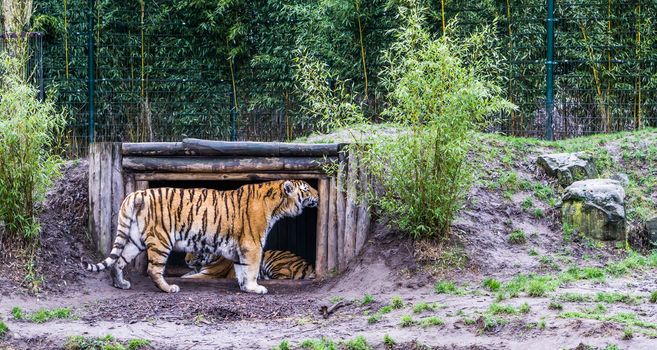 Siberian tiger rubbing its head against the wood of his hut, endangered animal from Russia