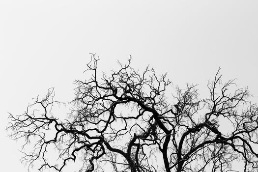 Dead tree branches