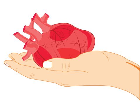 Internal organ of the person heart in palm of the person