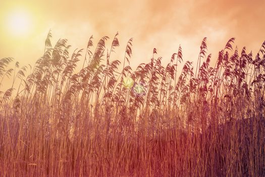 colorful sky with wild high grass at sunset, beautiful nature background