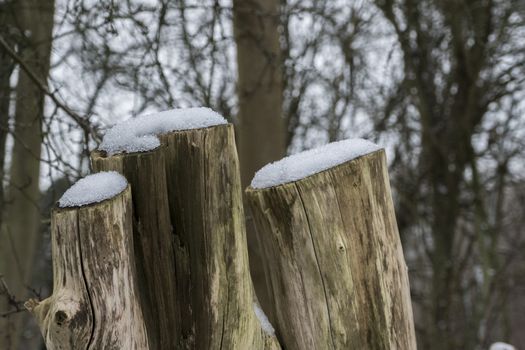 three wooden tree stumps with snow on the head