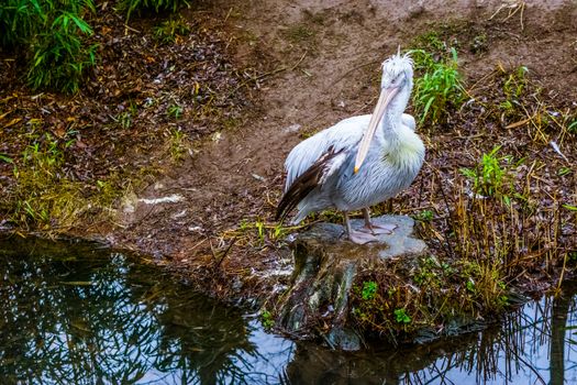 portrait of a dalmatian pelican standing on a tree stump at the water side, Near threatened bird from Europe