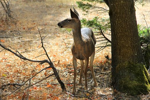 Doe detailed portrait isolated on forest