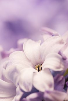 Hyacinthus flowers close up,