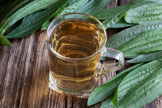 A cup of ribwort plantain tea with fresh plant