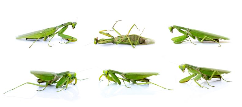Group of green mantis isolated on white background. Insect. Anim