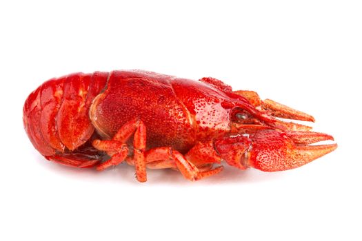  crayfish