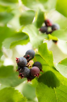 mespilus berries on a branch with green leaves