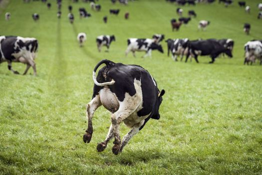 Happy cow jumping down a green field