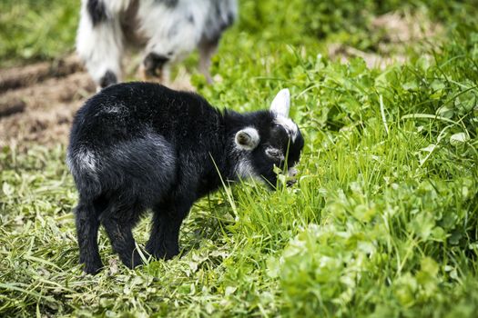 Little black goat youngster in black color