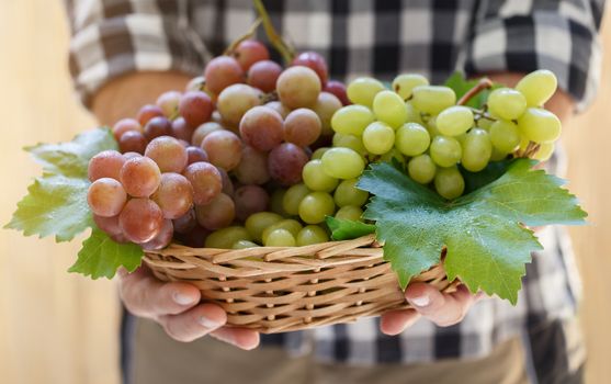 grapes in farmer's hands