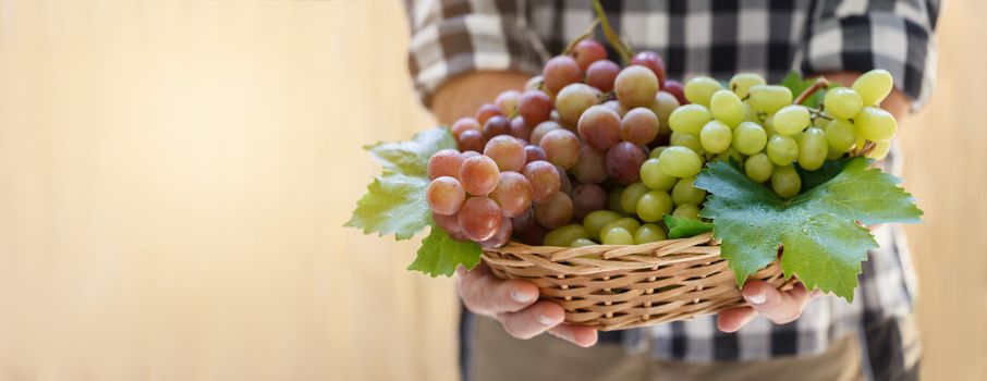 grapes in farmer's hands