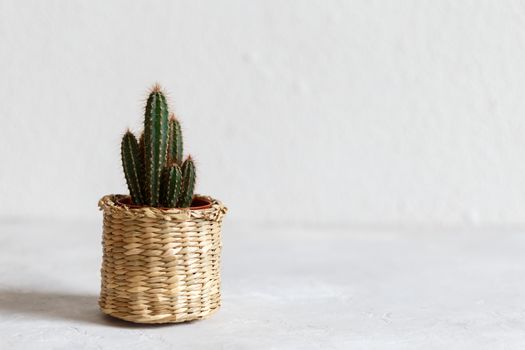Small cactus in a pot