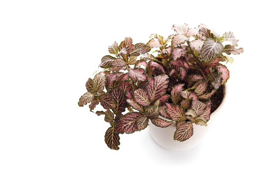 Houseplant fittonia with red leaves