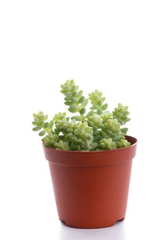 Small succulent in a pot
