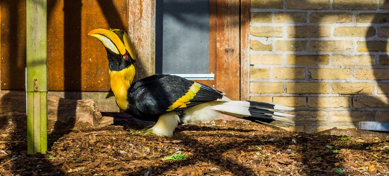 Beautiful great indian hornbill, big tropical bird from Asia, threatened animal specie with vulnerable status
