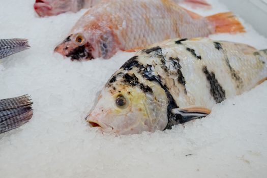 Red Tilapia Fish with ice in market