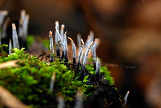 Fungus mushroom white growing between green moss