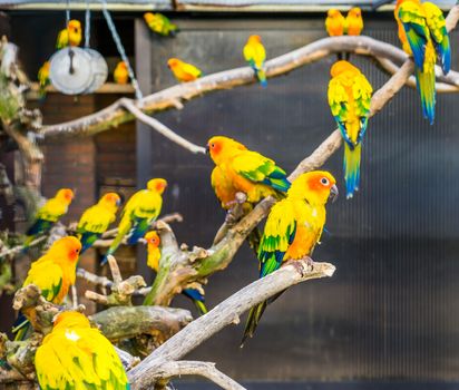 Aviculture, Colorful sun parakeets sitting on branches in the aviary, popular pets from America, Endangered bird specie