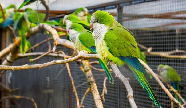 portrait of a monk parakeet with many parakeets on a branch in the background, popular pet in aviculture from Argentina