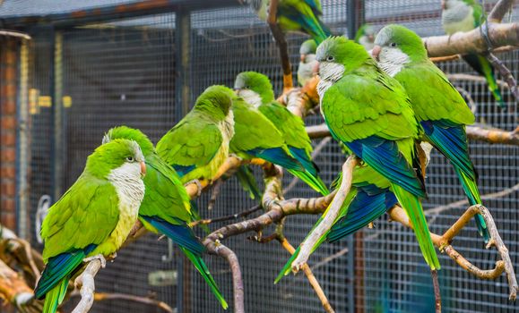 many monk parakeets sitting together on branches in the aviary, popular pets in aviculture, tropical birds from Argentina