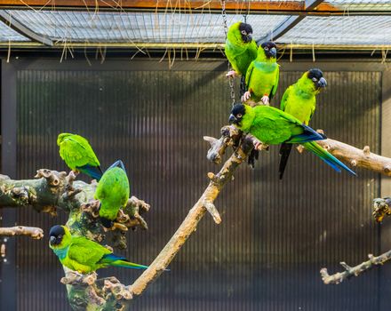group of Nanday parakeets sitting on branch together in the aviary, popular tropical pets from America