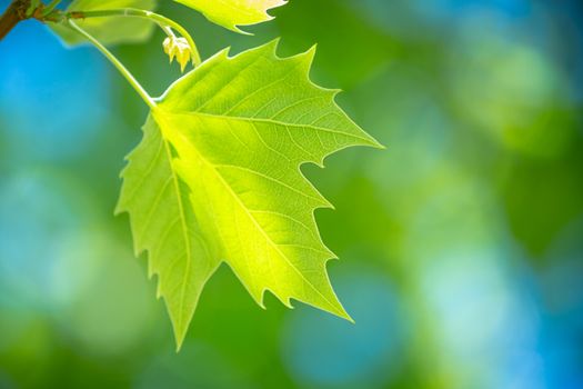 Fresh green maple leaf