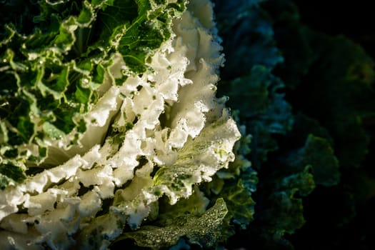 Close focus on leaf of cabbage