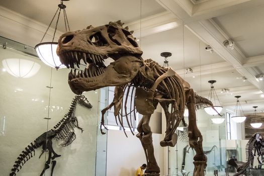 Dinosaur skeleton armature t rex bones carnivore huge teeth