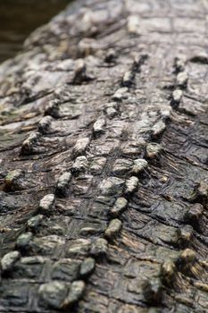 Back shell of wild crocodile croc hard shells