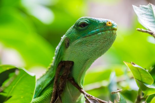 Green tropical lizard sitting on tree branches with leafs