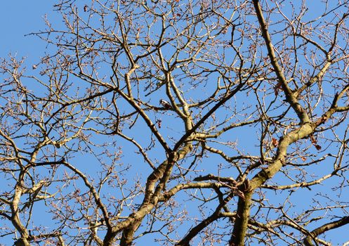 Male great spotted woodpecker perches high up among the bare branches of an oak tree, against a clear blue winter sky