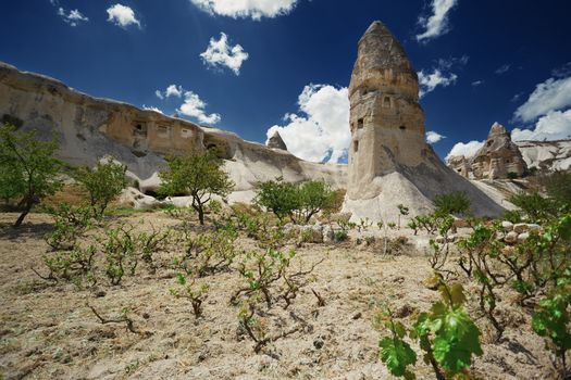 Wineyard at the geological rock formation in Cappadocia